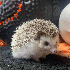 Hedgehog