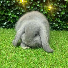 Holland Lop
