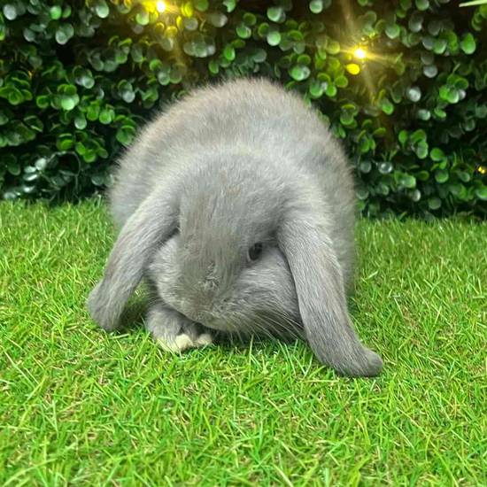 Holland Lop