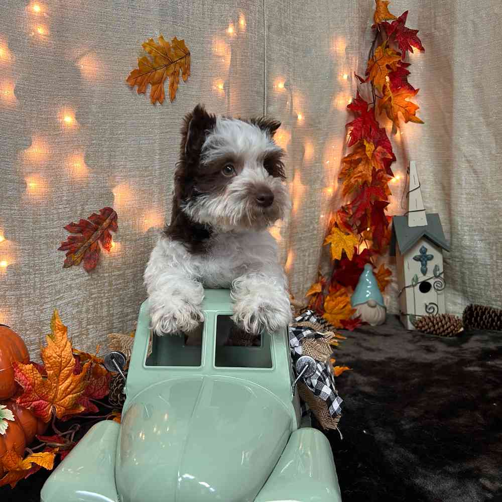 carousel pet images