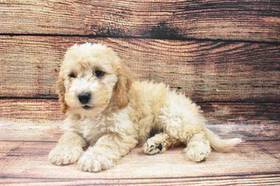 Bichon- Poo