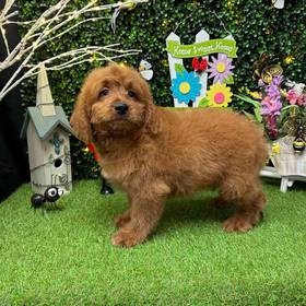 Miniature Goldendoodle