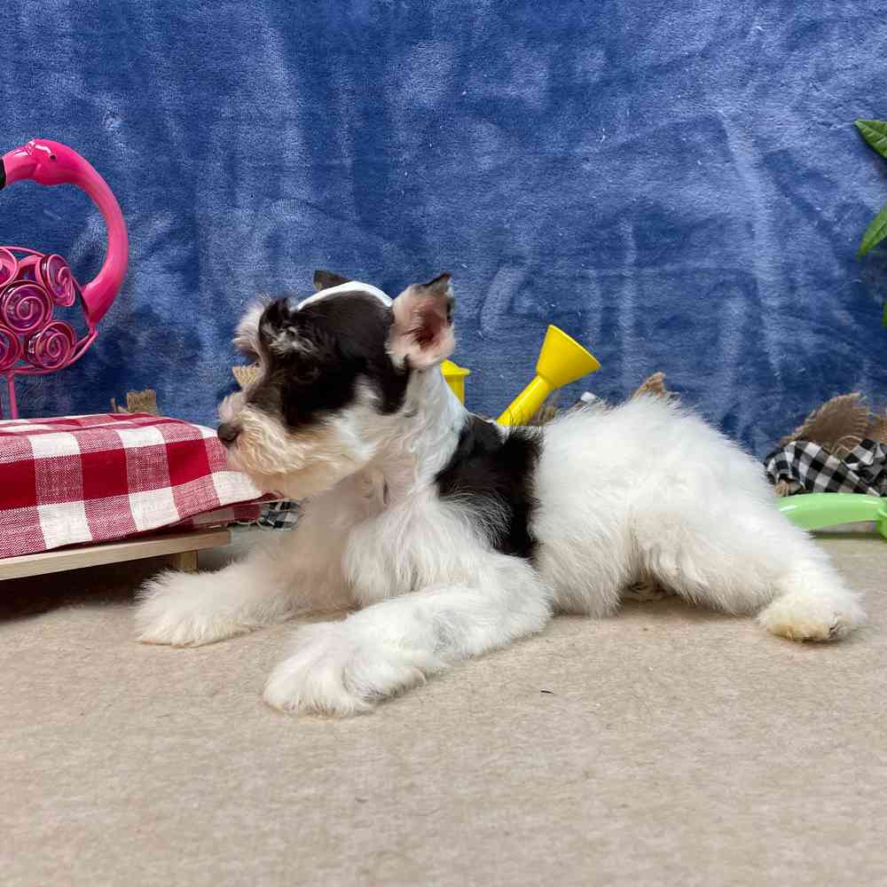 carousel pet images