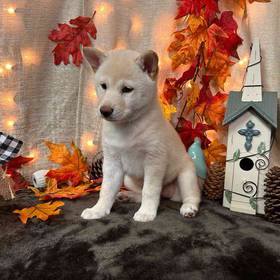 Shiba Inu