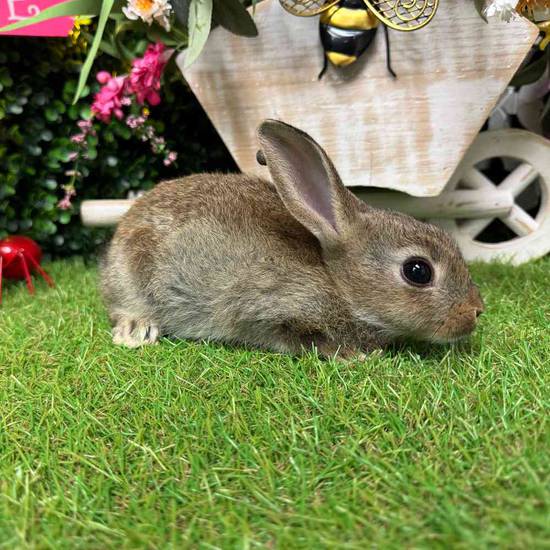 Mini Rex Mix