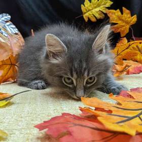 Domestic Short Hair