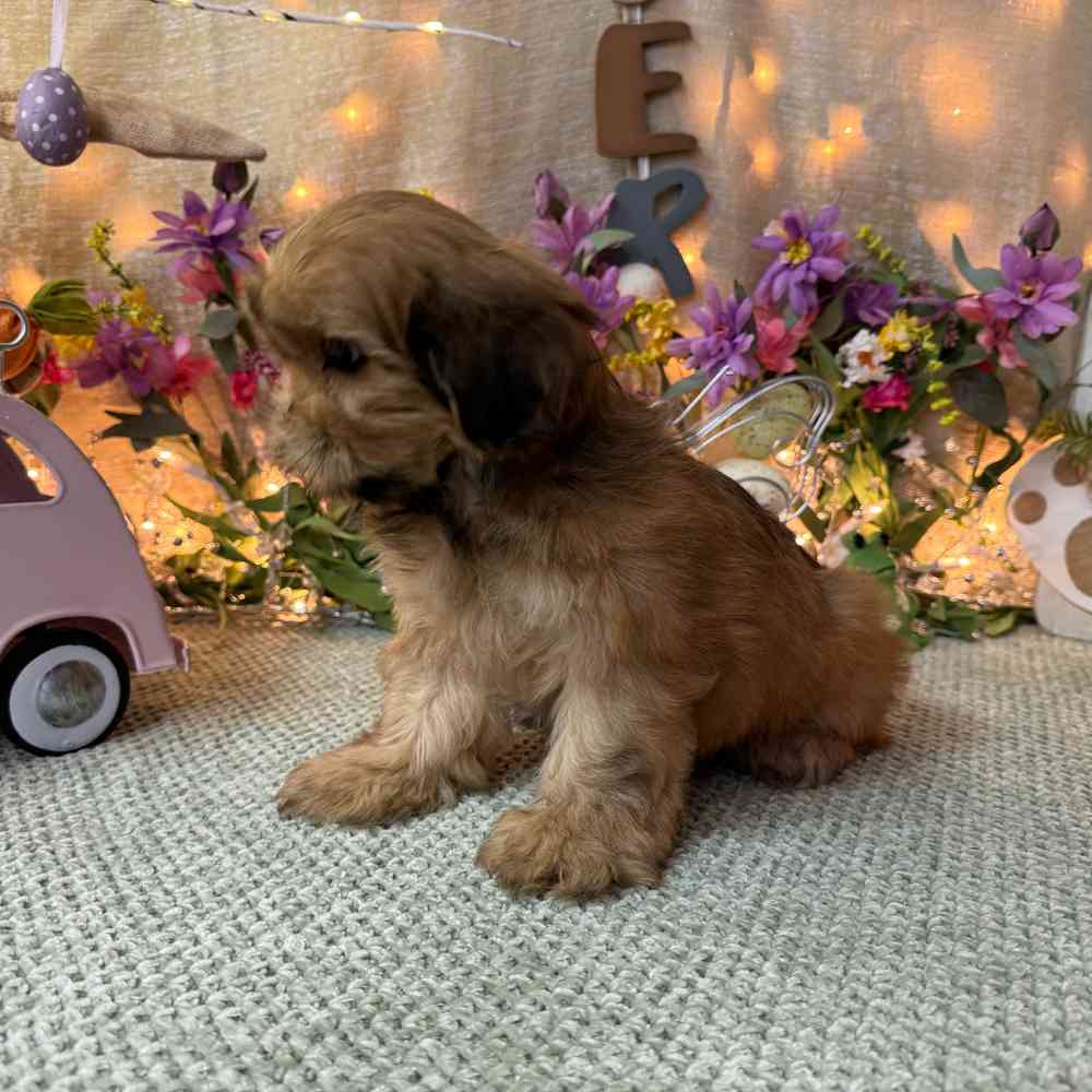 carousel pet images