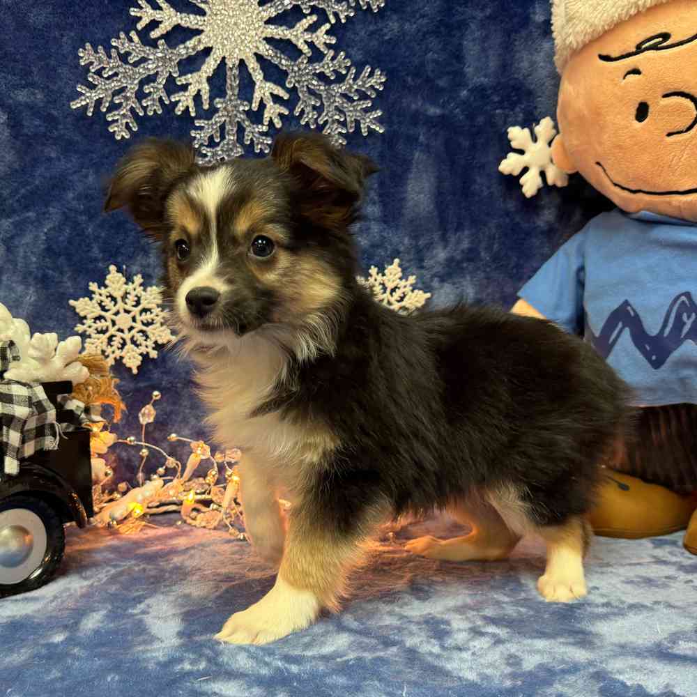 carousel pet images