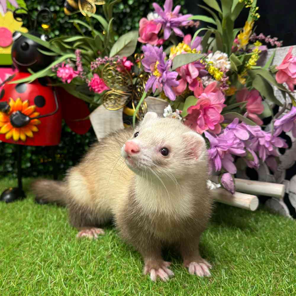 carousel pet images