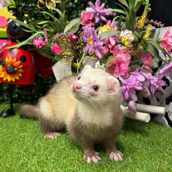 Ferret