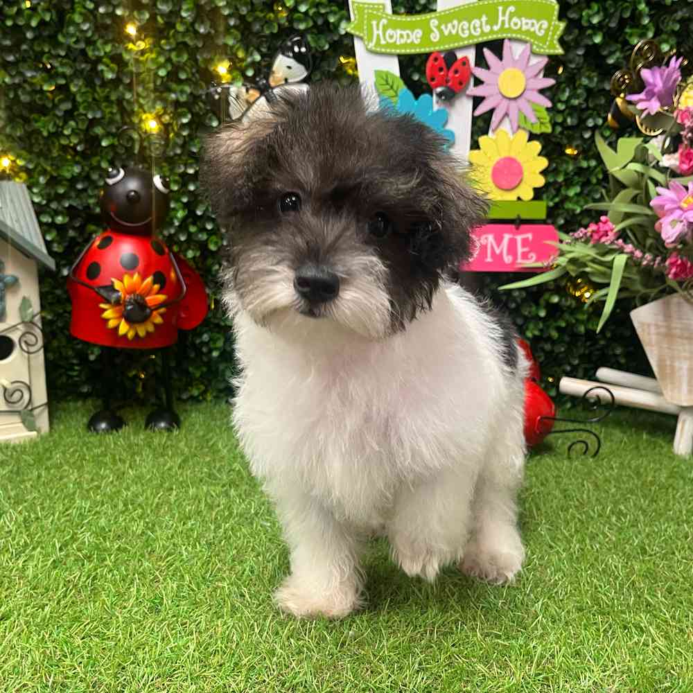 carousel pet images