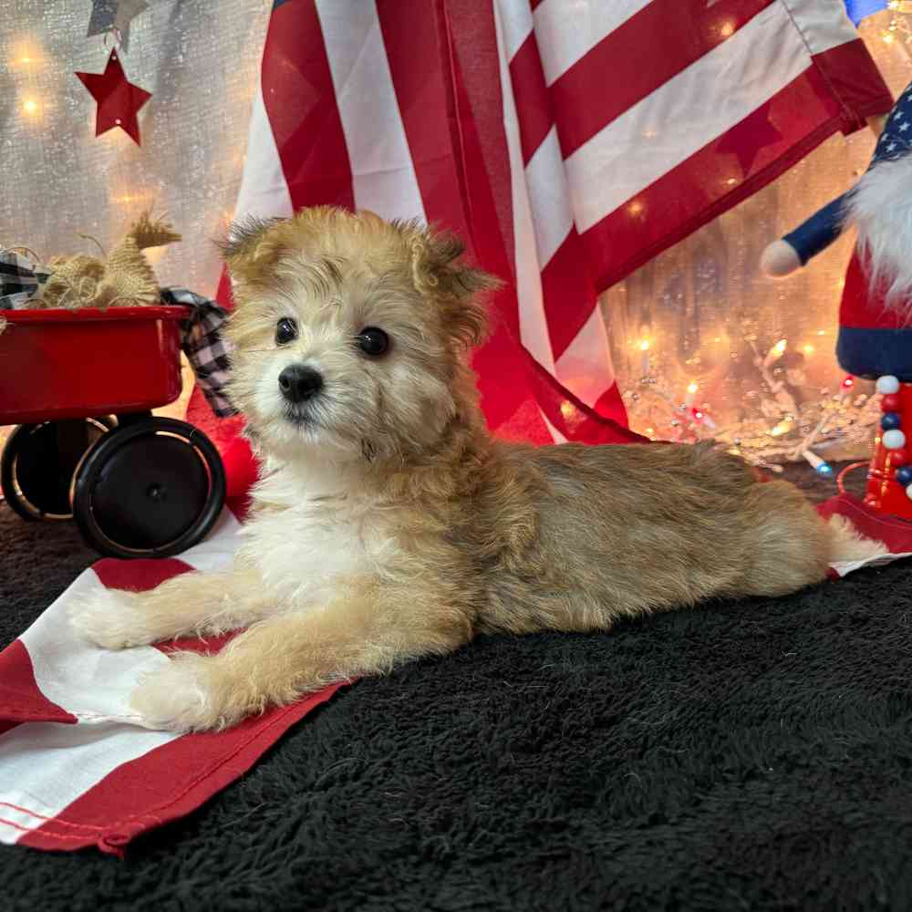 carousel pet images