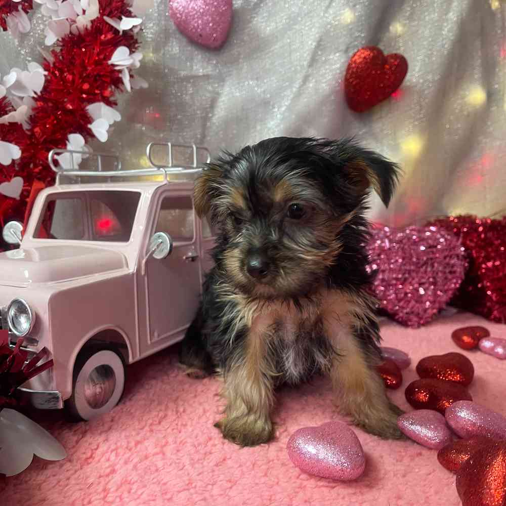 carousel pet images