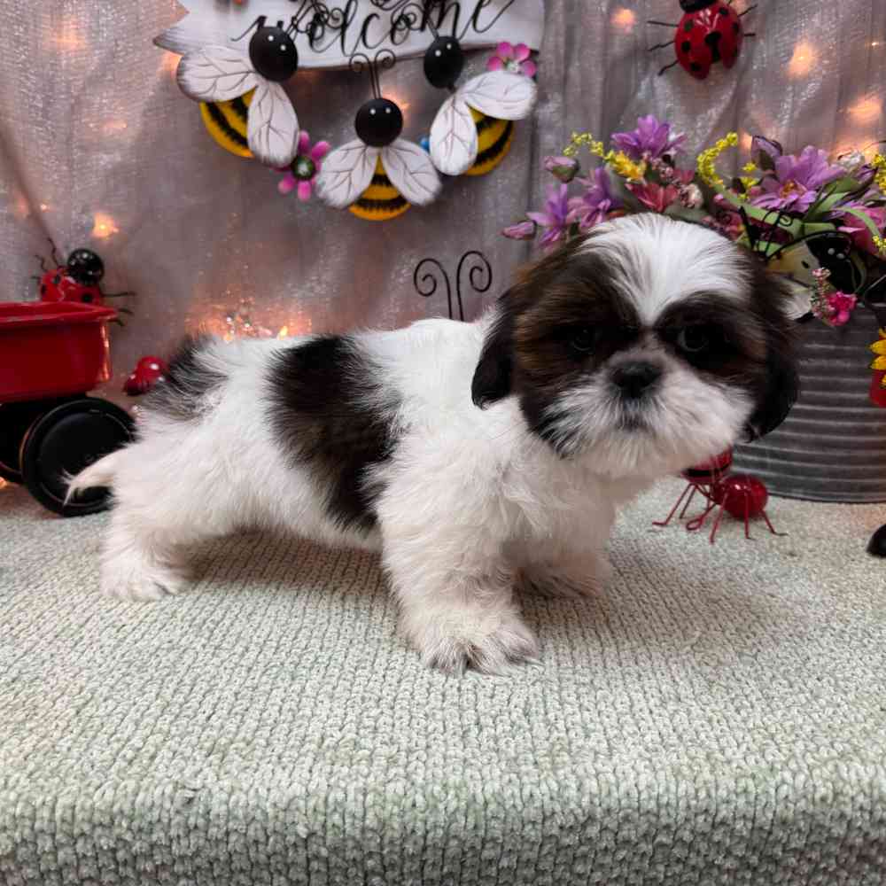 carousel pet images