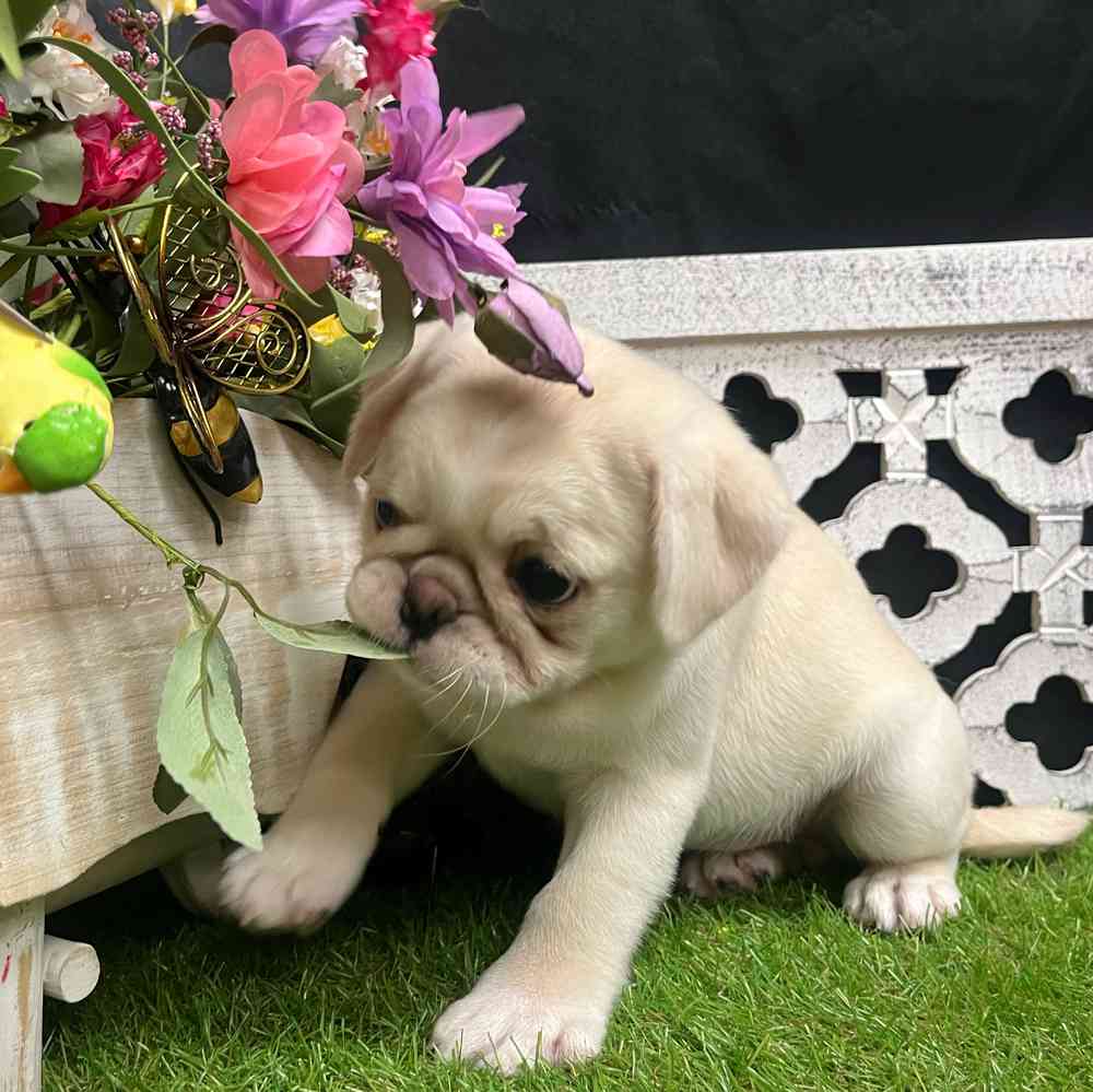 carousel pet images