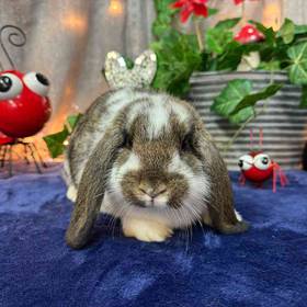 Holland Lop