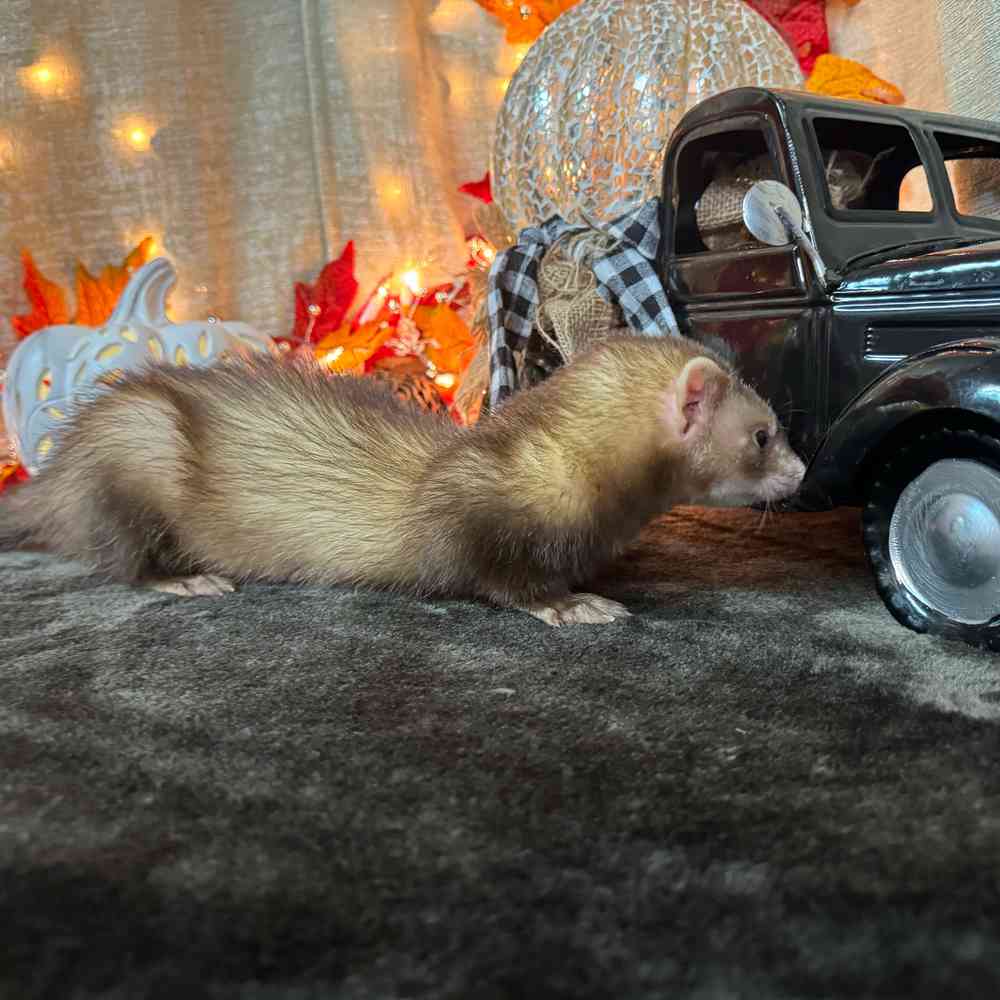 carousel pet images