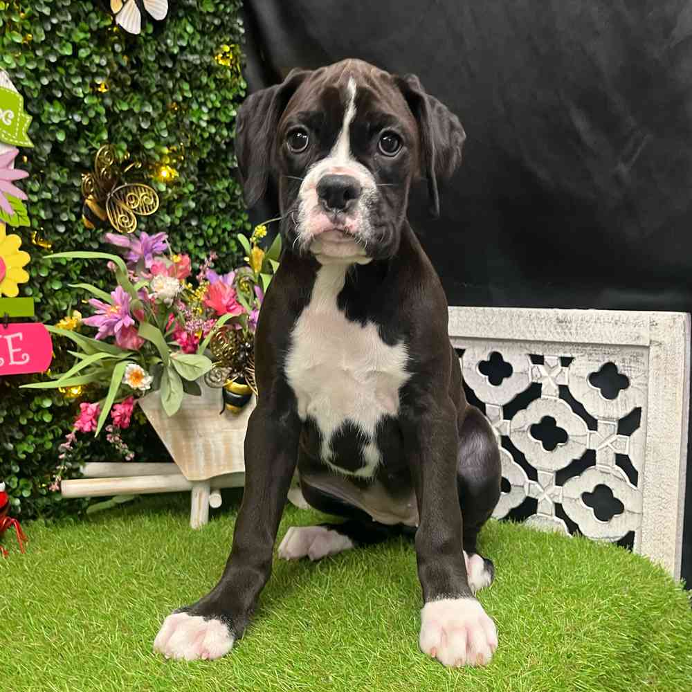 Image of a pet breed in the gallery