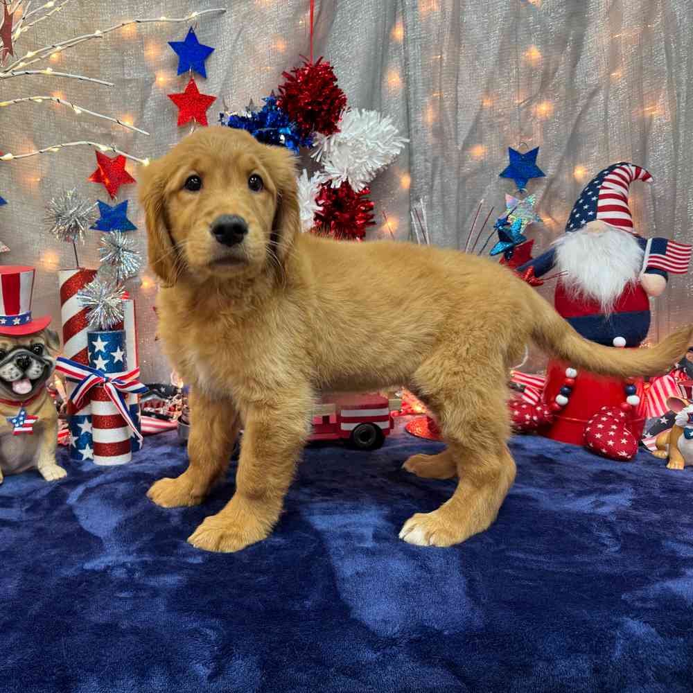 Image of a pet breed in the gallery