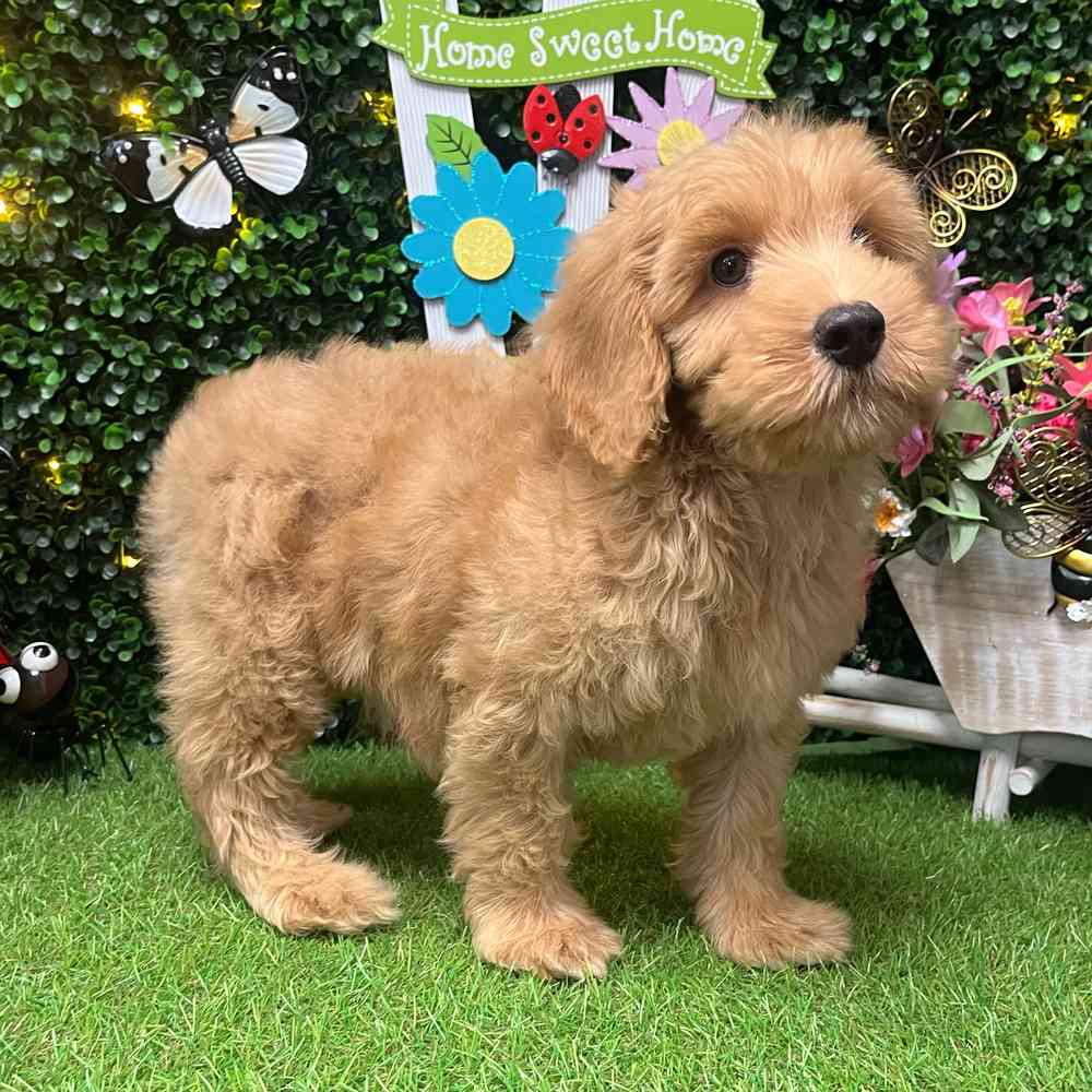 Image of a pet breed in the gallery