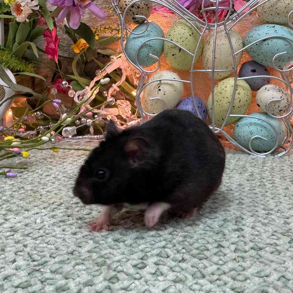 carousel pet images