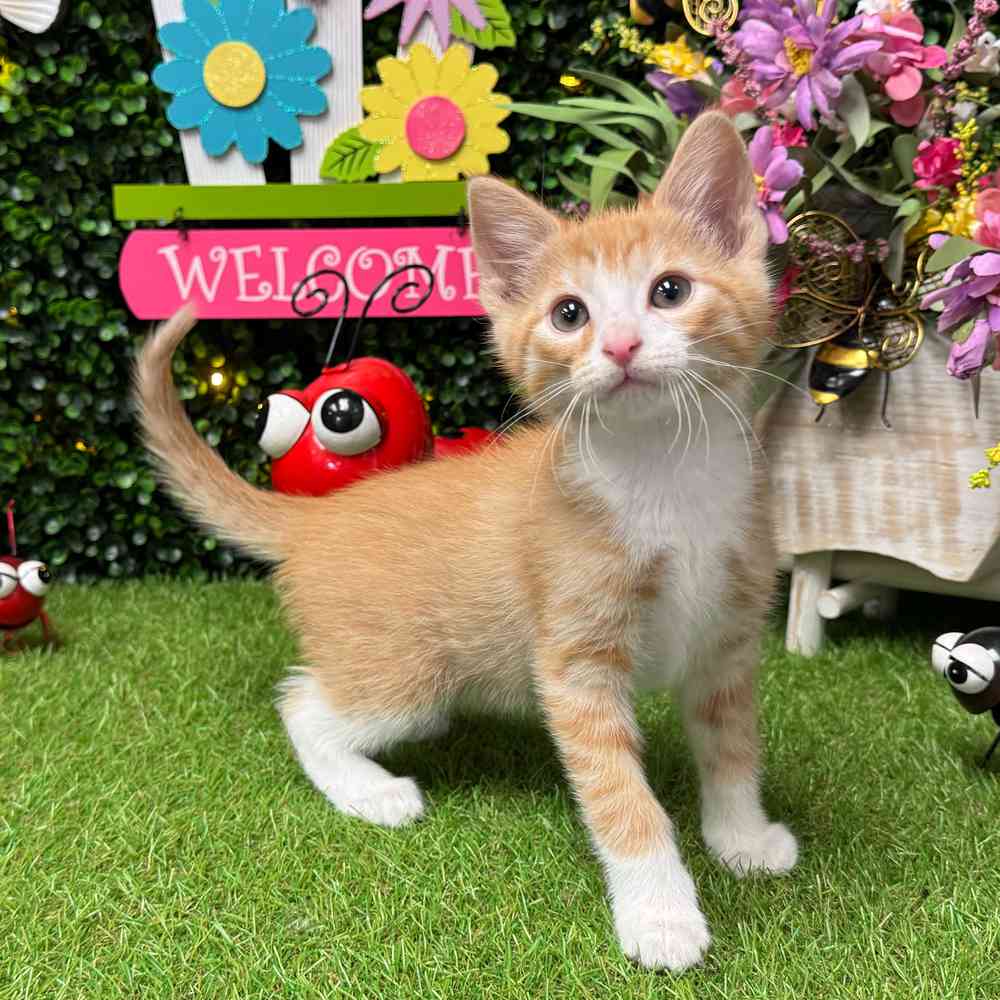 carousel pet images