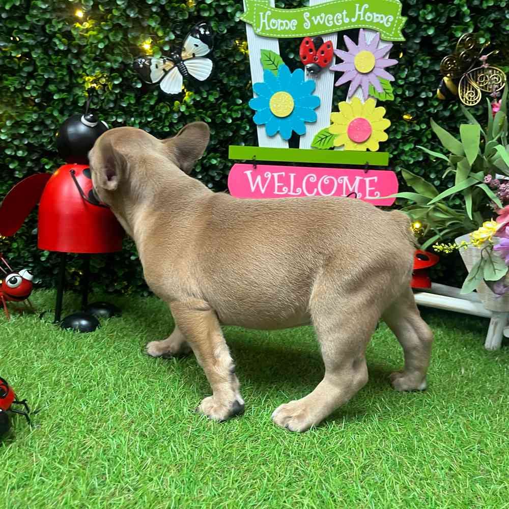carousel pet images