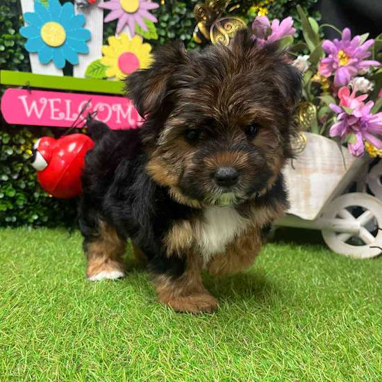 Charlotte