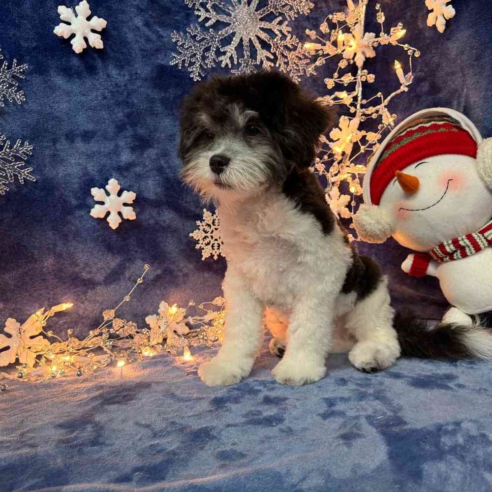 carousel pet images