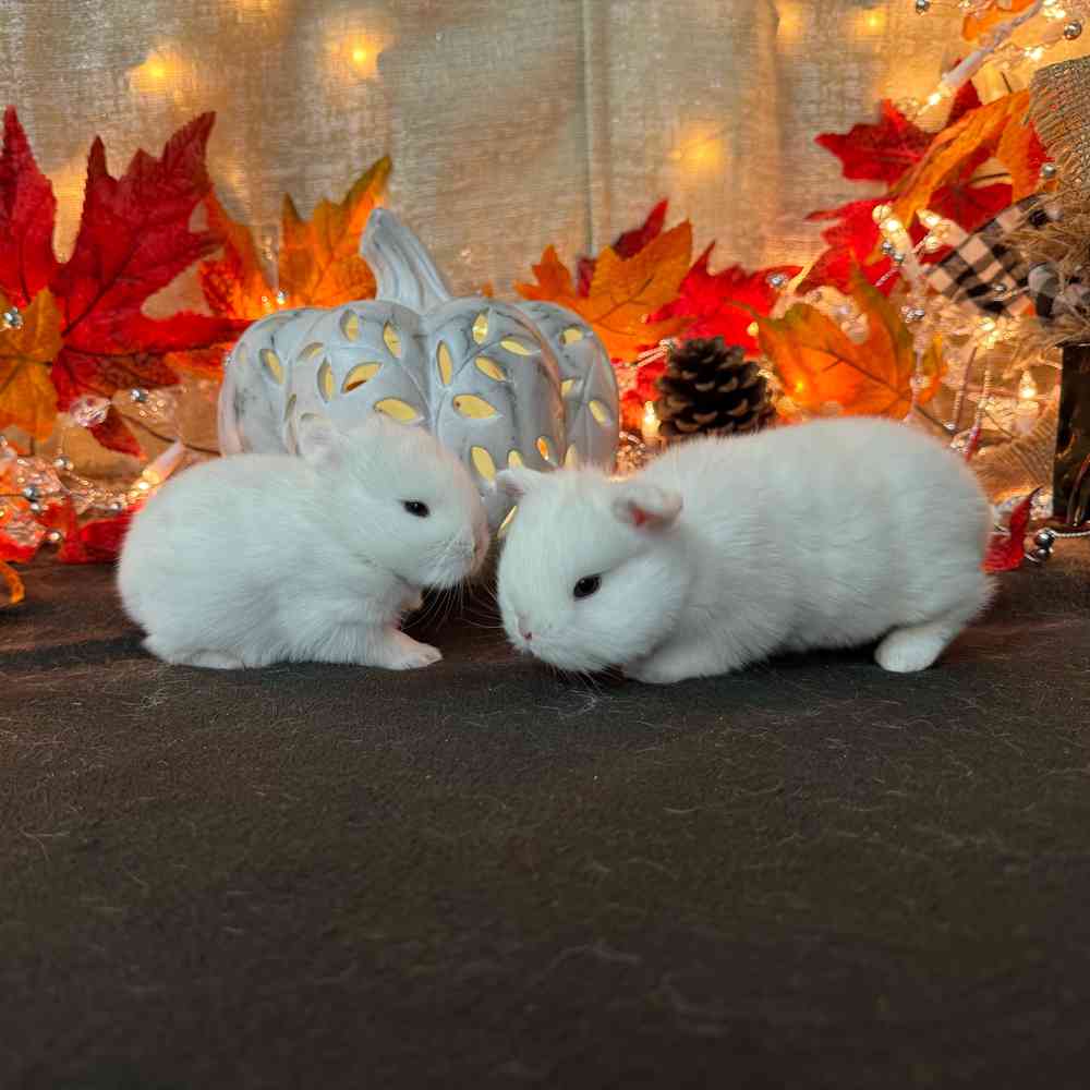 carousel pet images