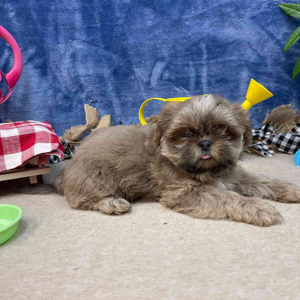 carousel pet images