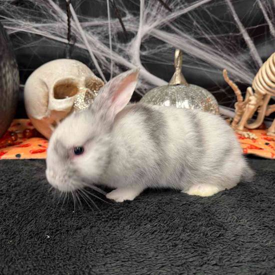 Flemish Giant Holland Lop Mix
