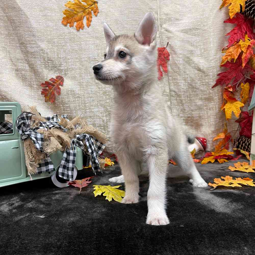 carousel pet images