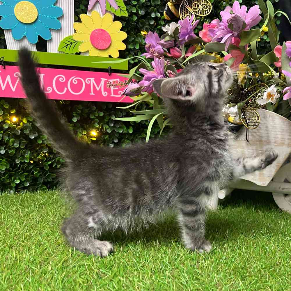 carousel pet images