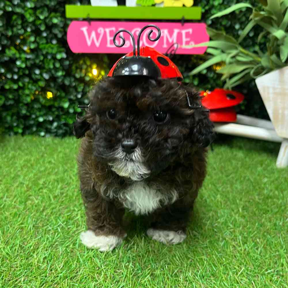 carousel pet images