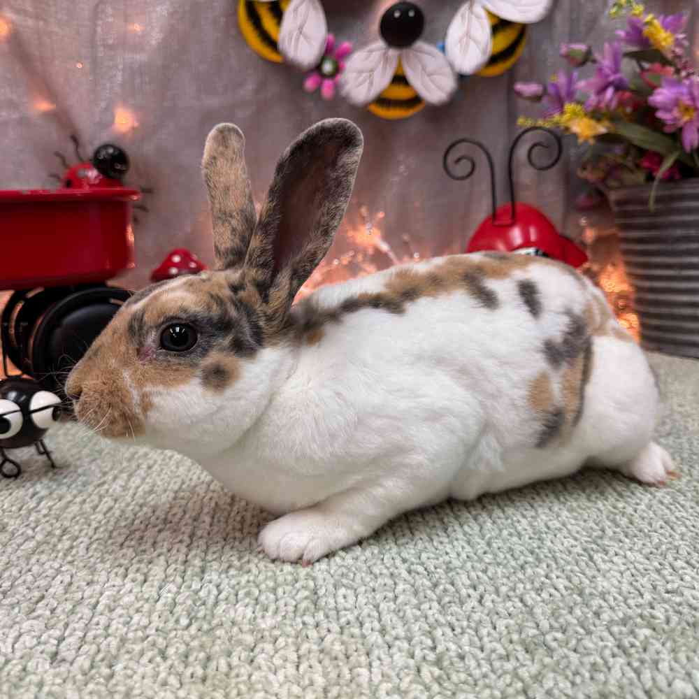 Image of a pet breed in the gallery