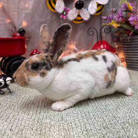 Dwarf Rabbit
