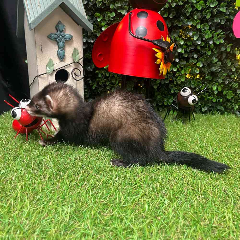 carousel pet images