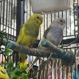 Parakeet