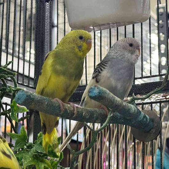 Parakeet
