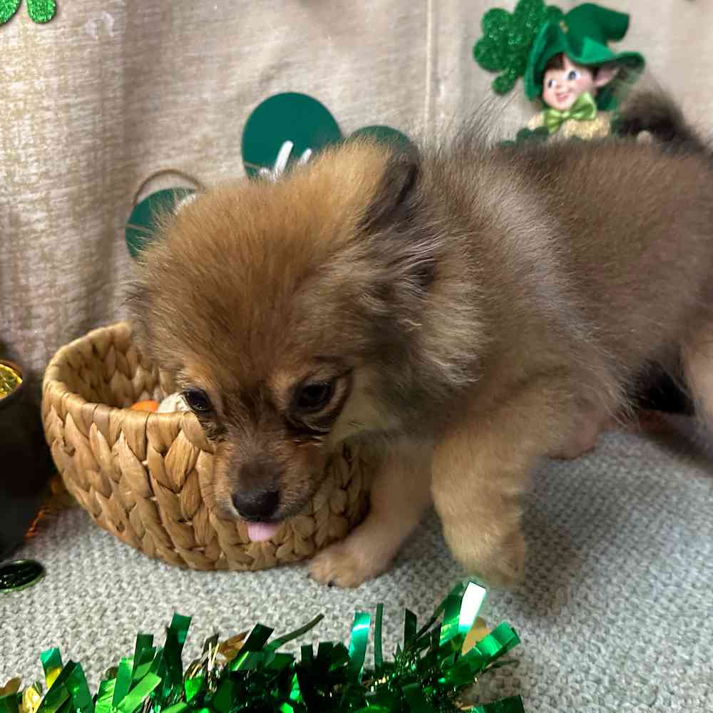 carousel pet images
