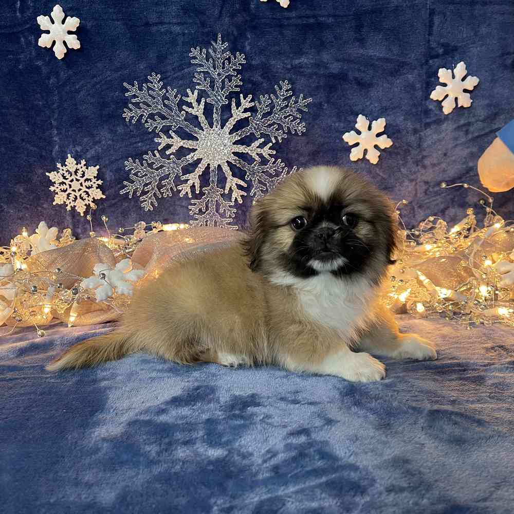 carousel pet images