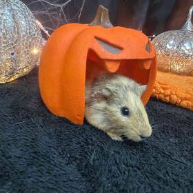 Guinea Pig