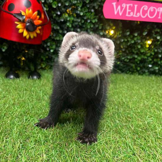 Ferret