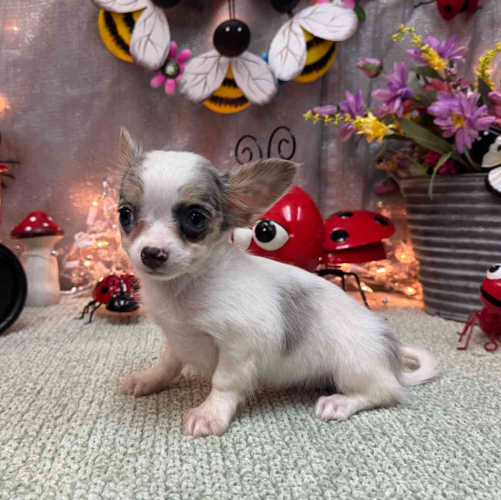 carousel pet images