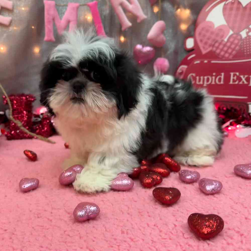 carousel pet images