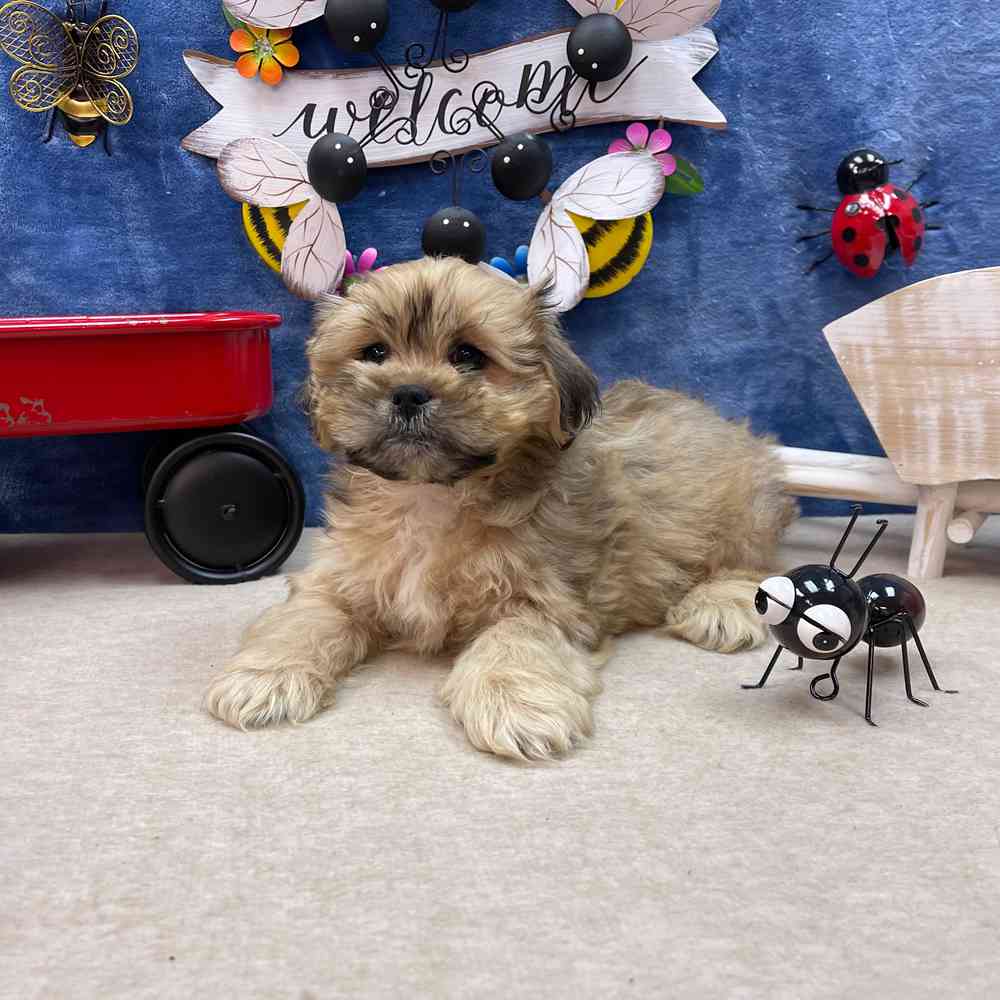 carousel pet images