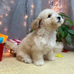 Bichon- Poo