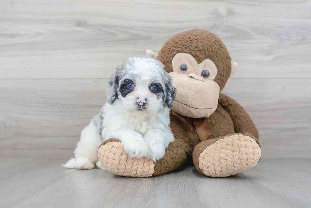 carousel pet images