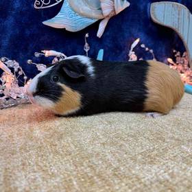 Adoption Guinea Pig